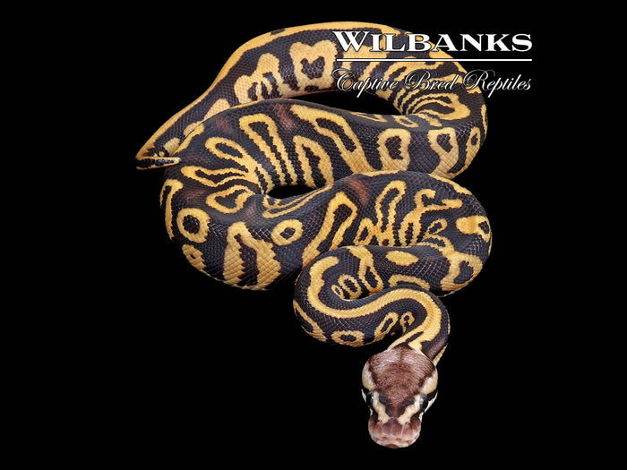 Pastel Leopard Gravel Ball Python ♂ '26