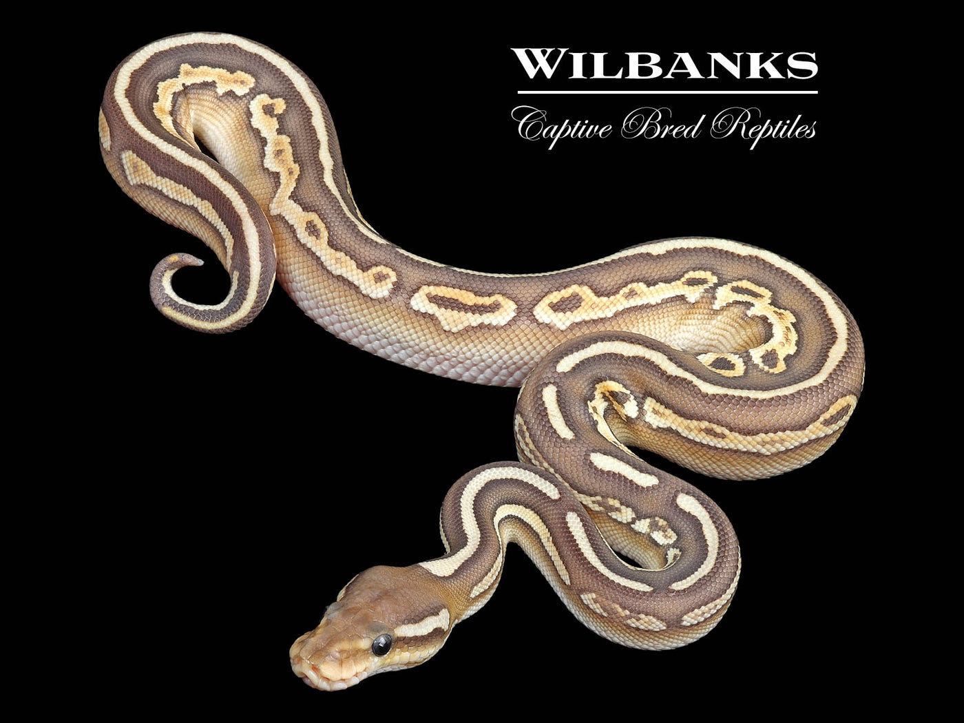 Orange Crush Black Pastel Butter Ball Python ♀ '24