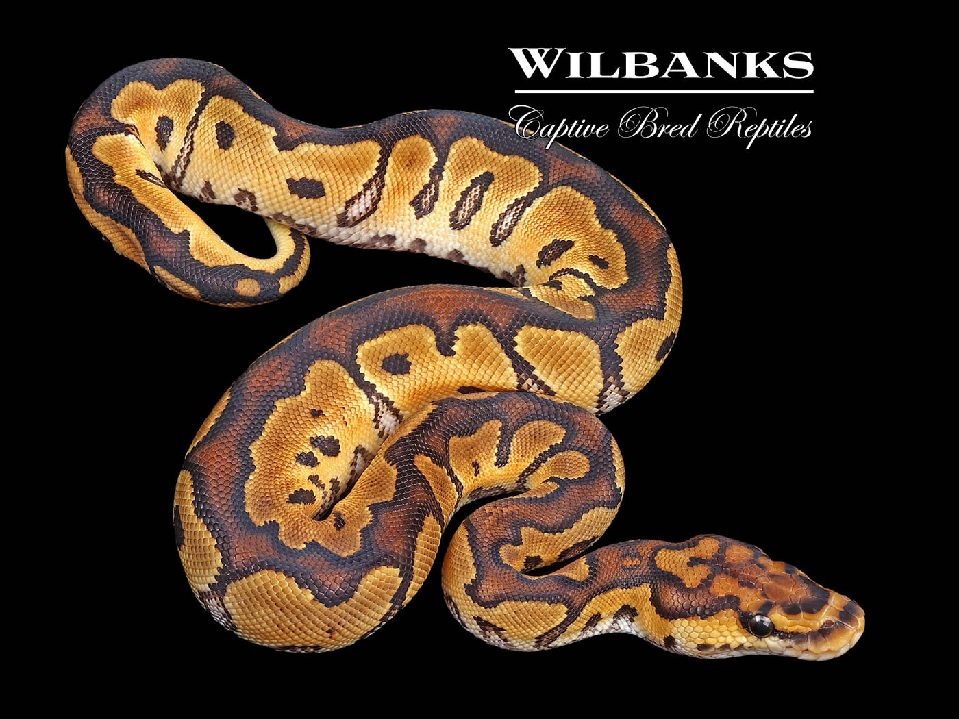 Clown Ball Python ♀ '24