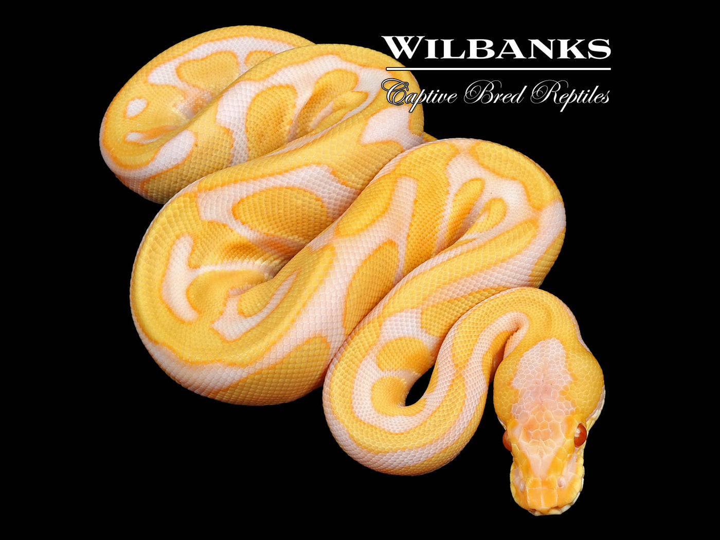 Albino Leopard Enchi Ball Python ♀ '24