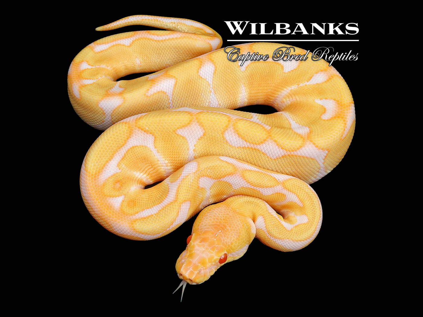 Albino Enchi Ball Python ♀ '24