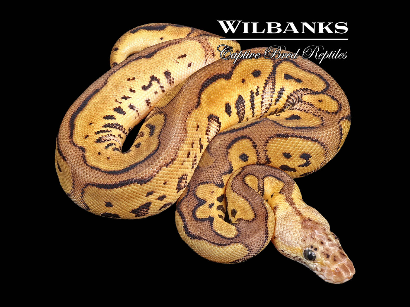 Pastel Leopard Clown Ball Python ♀ '24