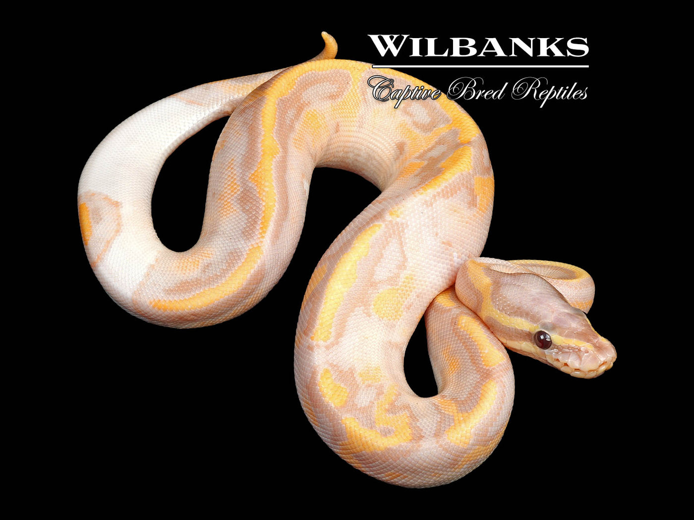 Banana Pied Ball Python ♀ '24