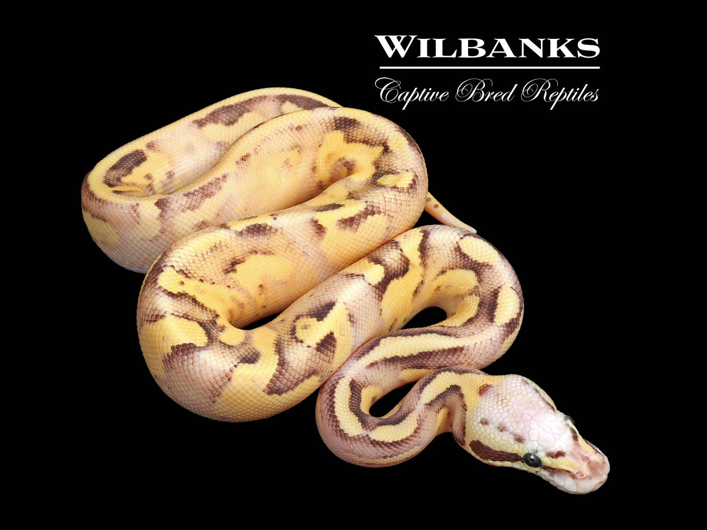 Vanilla Scream Ball Python ♂ '25