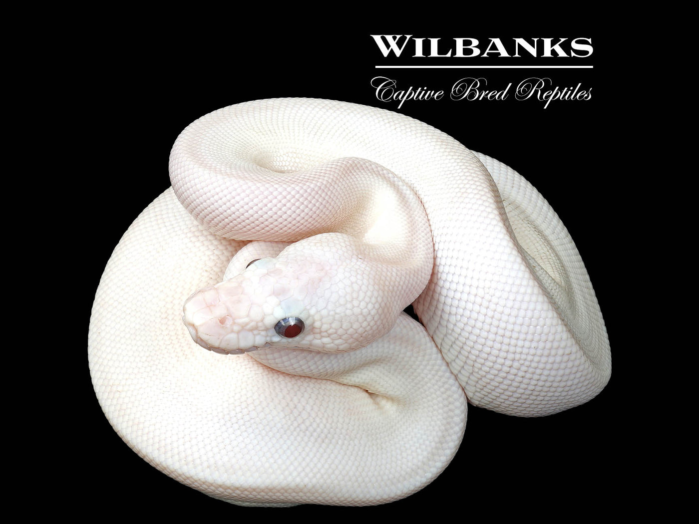 Banana Blue Eyed Leucistic (Mojave Butter) Ball Python ♂ '25
