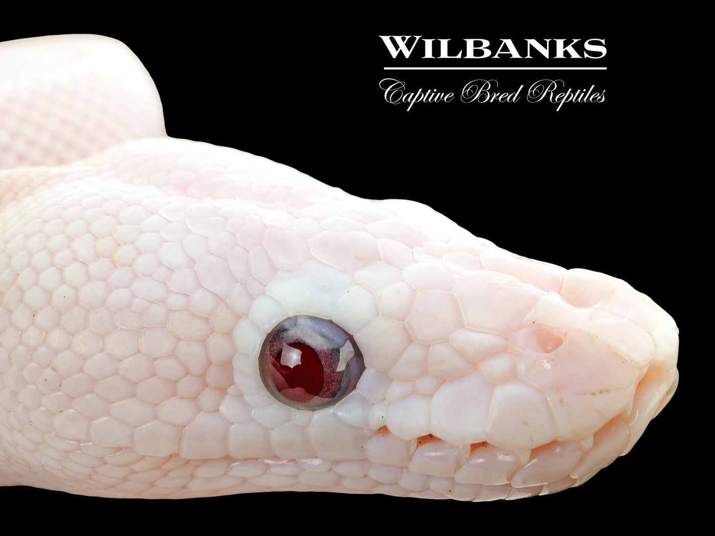 Banana Blue Eyed Leucistic (Mojave Butter) Ball Python ♂ '25