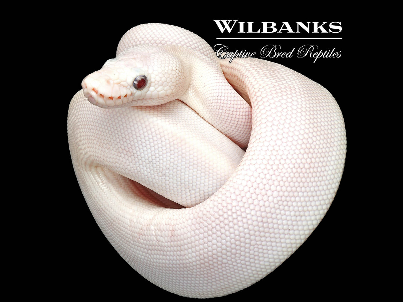 Banana Blue Eyed Leucistic (Mojave Butter) Ball Python ♂ '25