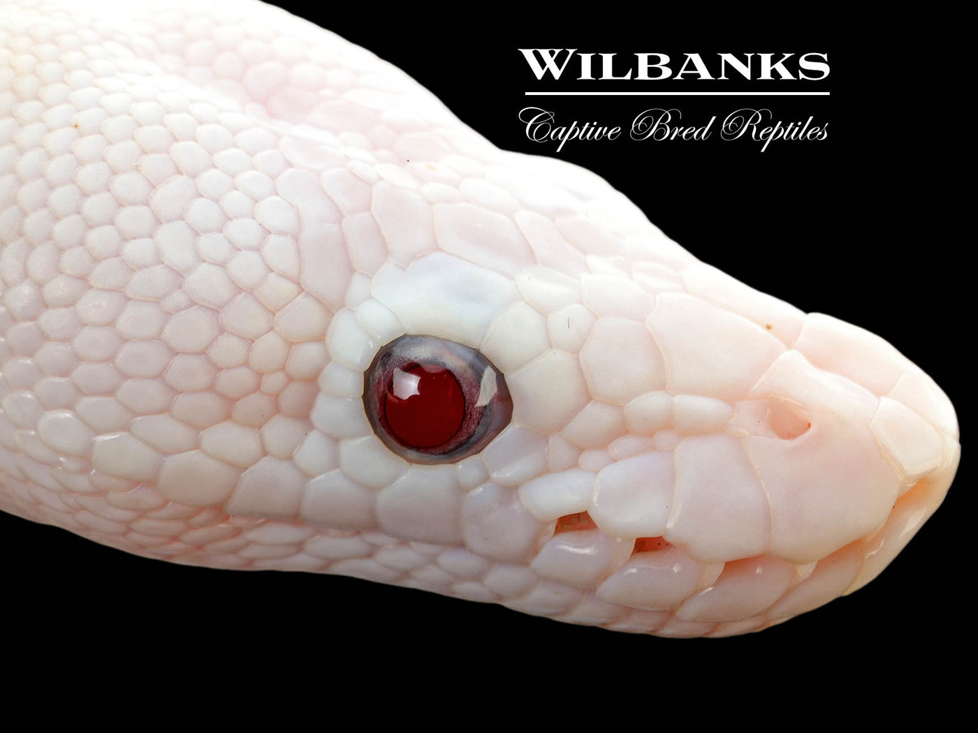 Banana Blue Eyed Leucistic (Mojave Butter) Ball Python ♂ '25