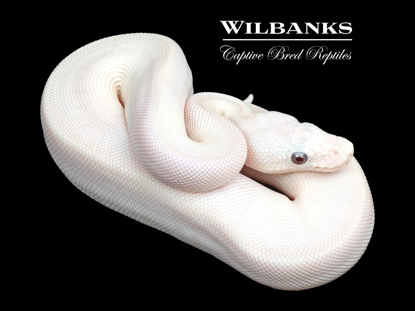 Banana Blue Eyed Leucistic (Mojave Butter) Ball Python ♂ '25