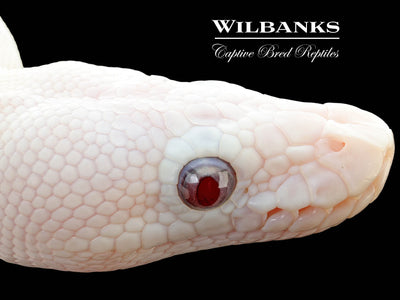 Banana Blue Eyed Leucistic (Mojave Butter) Ball Python ♂ '25