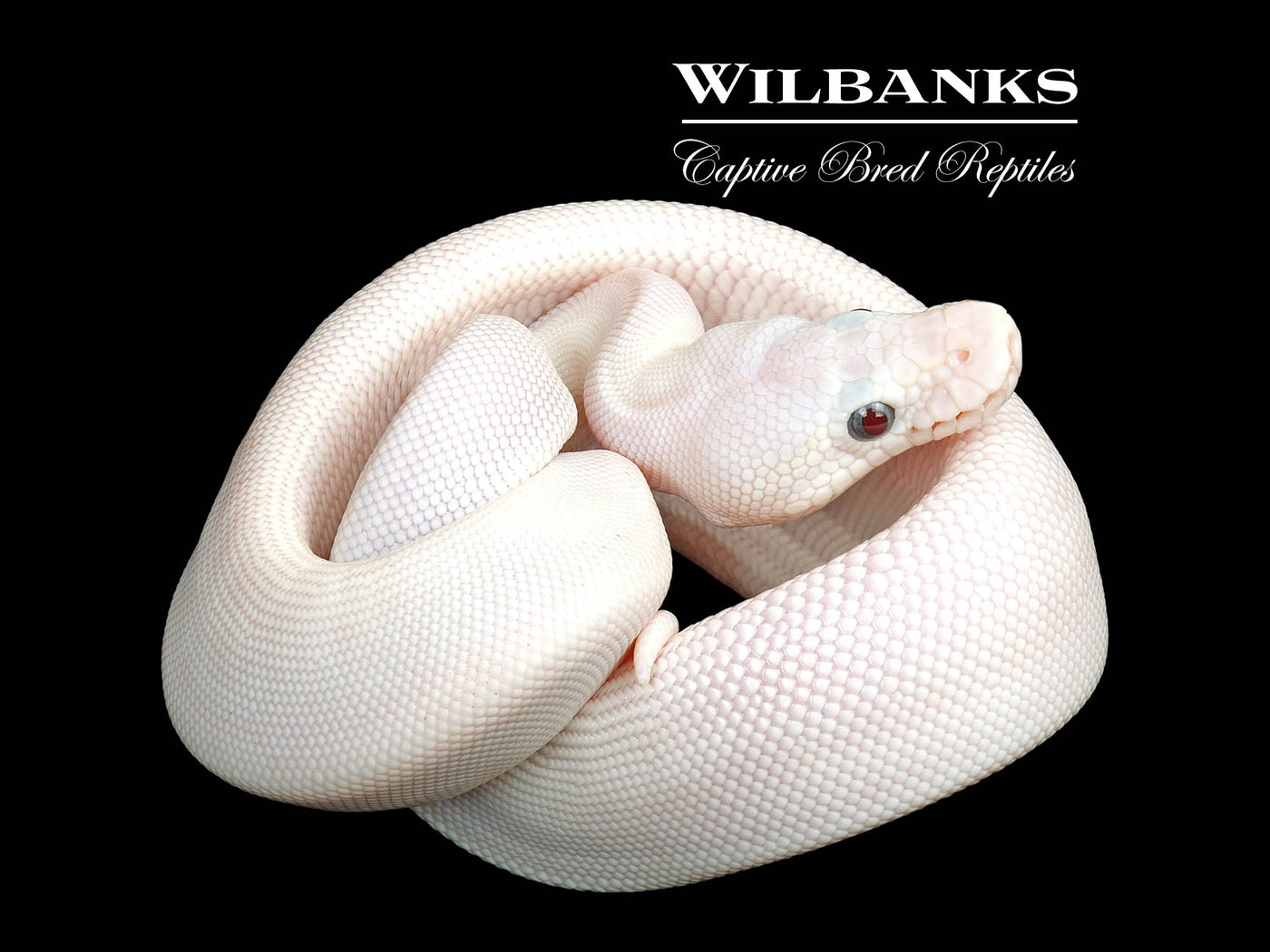 Blue Eyed Leucistic (Mojave Butter) Ball Python ♀ '25
