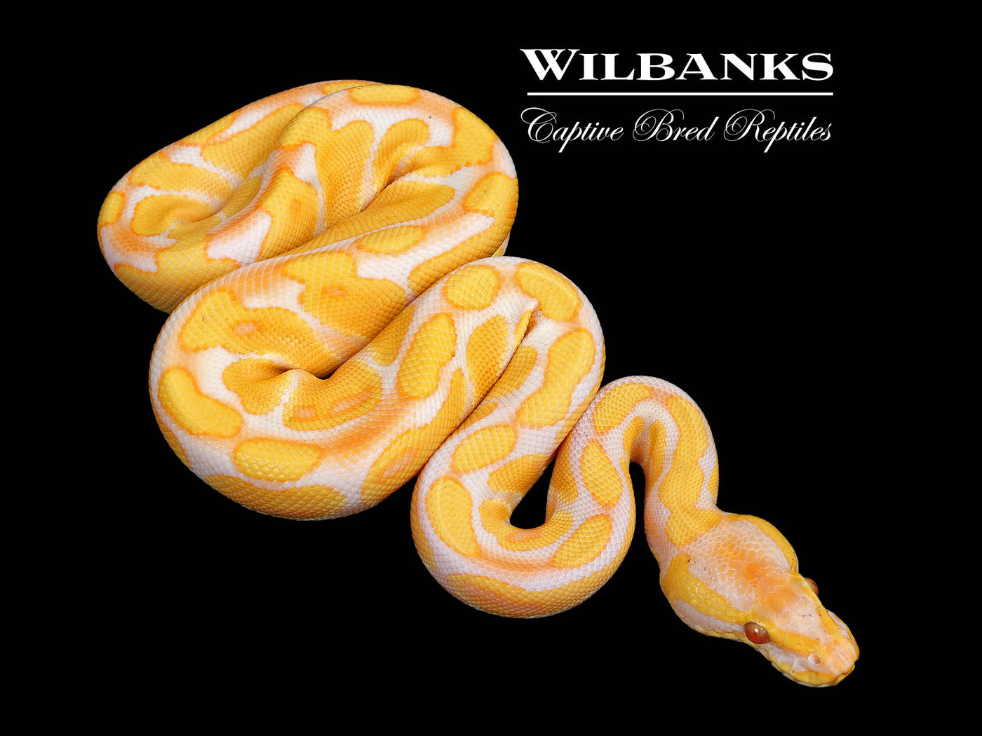 Lavender Albino PDH Clown Pied Ball Python ♂ '25