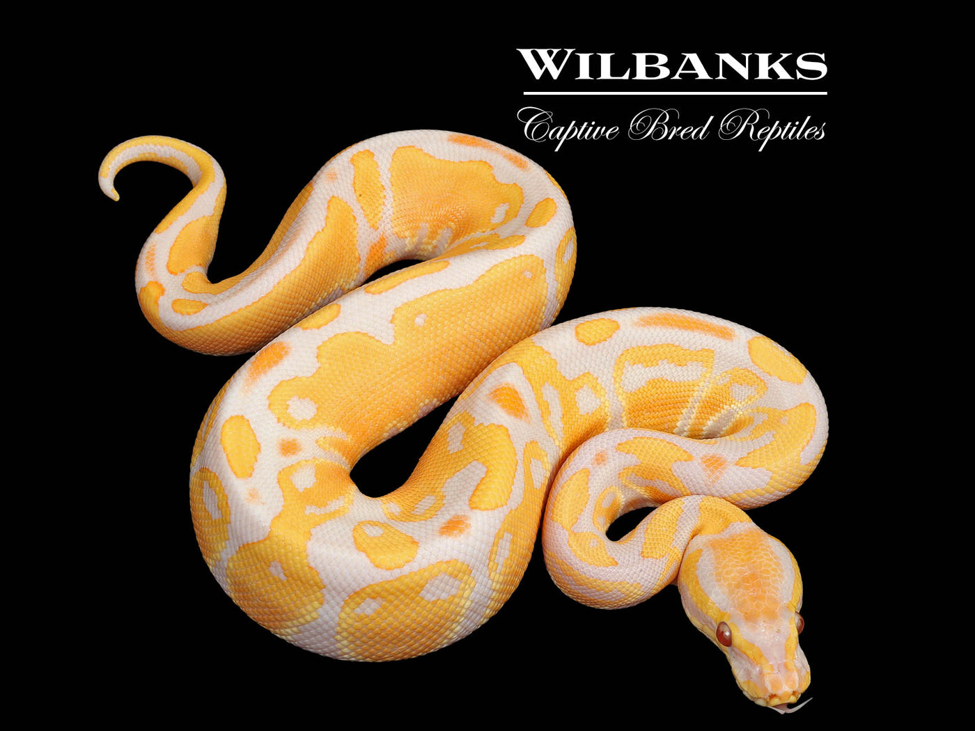 Lavender Albino 100% Het. Pied Ball Python ♂ '25