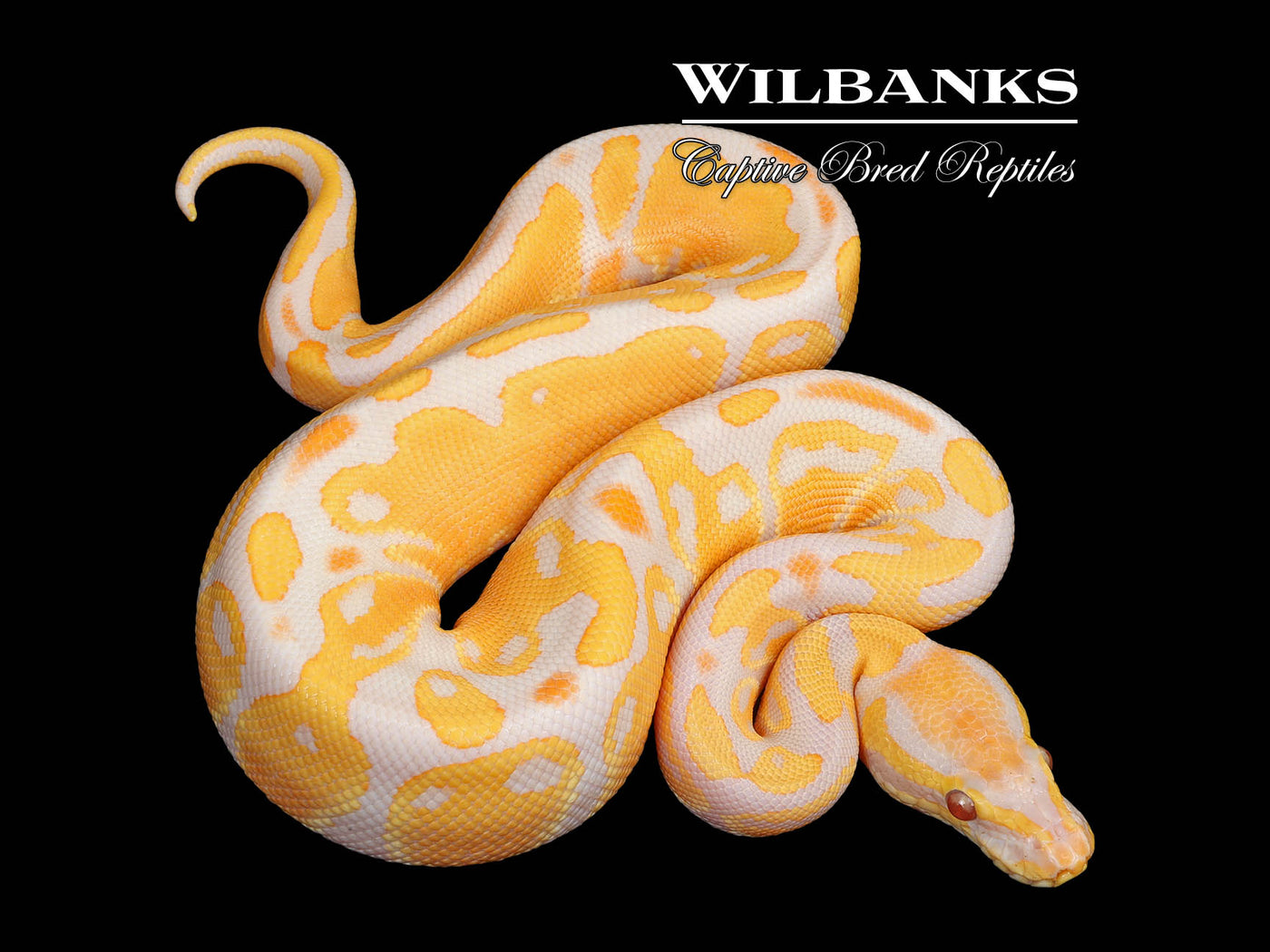 Lavender Albino 100% Het. Pied Ball Python ♂ '25