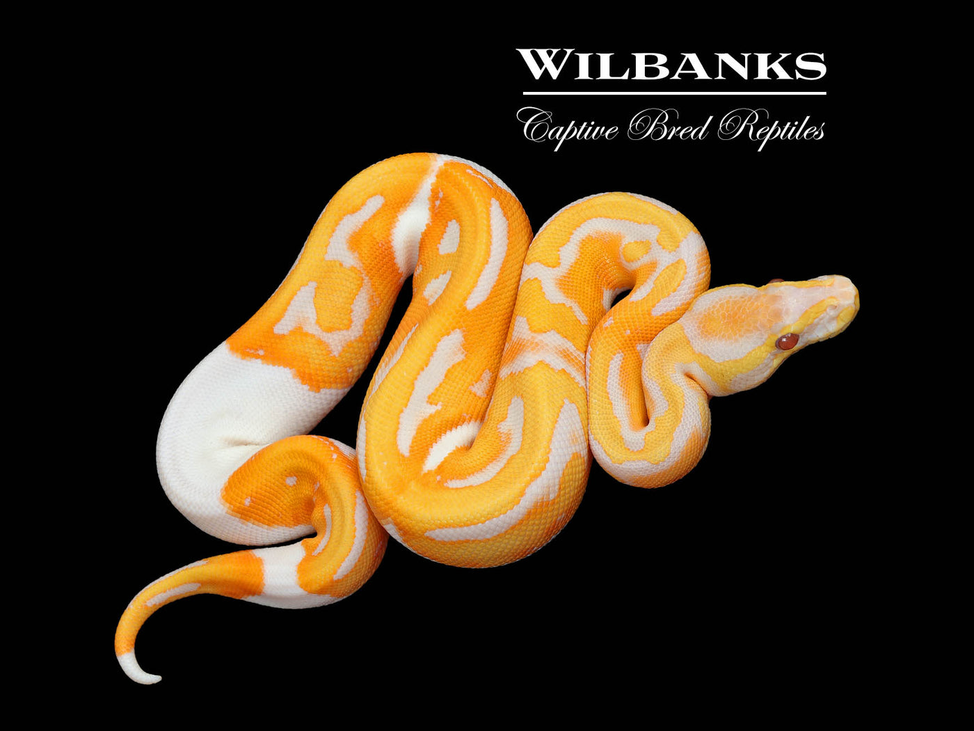 Dreamsicle Lavender Pied Ball Python ♀ '25