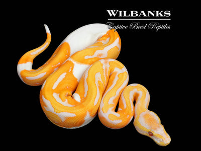 Dreamsicle Lavender Pied Ball Python ♀ '25