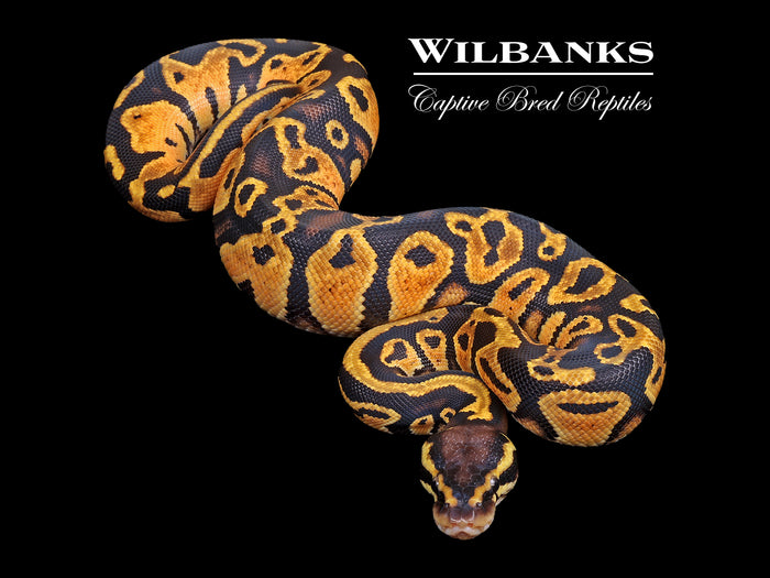 Pastel Ball Python ♀ '26