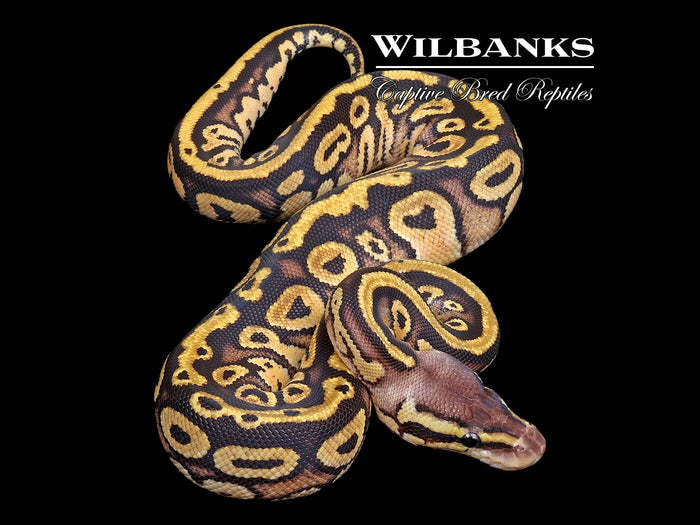 Pastel Ball Python ♀ '26