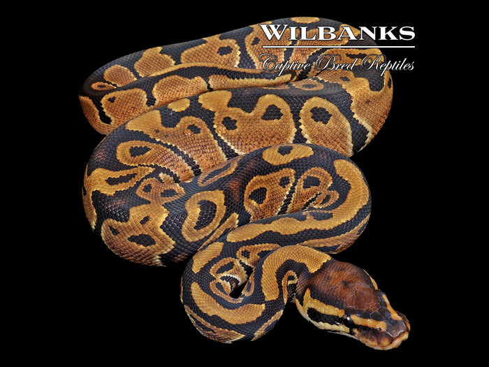 Normal Ball Python ♀ '26
