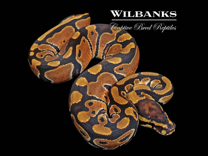 Normal Ball Python ♀ '26