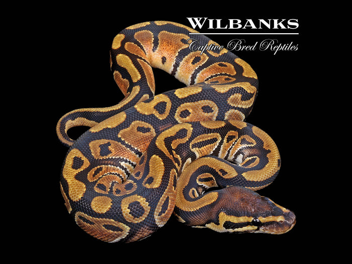 Normal Ball Python ♀ '26