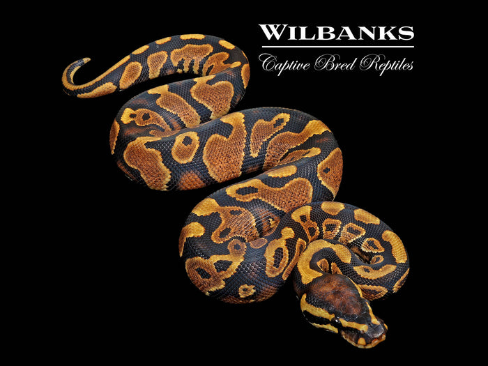 Yellow Belly Ball Python ♂ '26