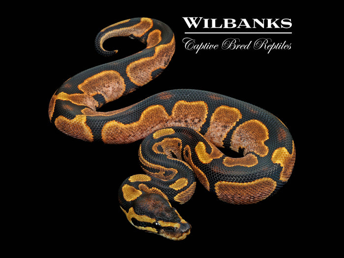 Sugar Ball Python ♂ '26