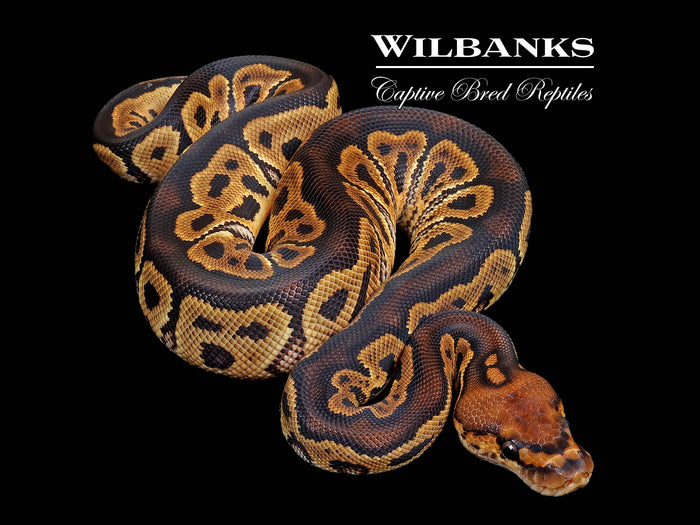 Clown Ball Python ♂ '26