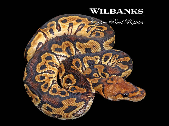 Clown Ball Python ♂ '26