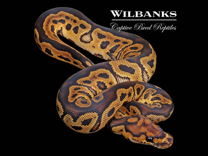 Clown Ball Python ♀ '26