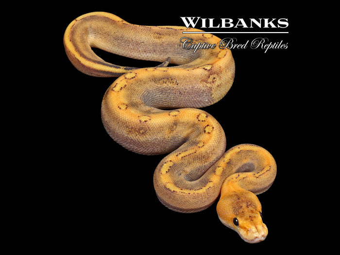 Champagne Ball Python ♀ '26