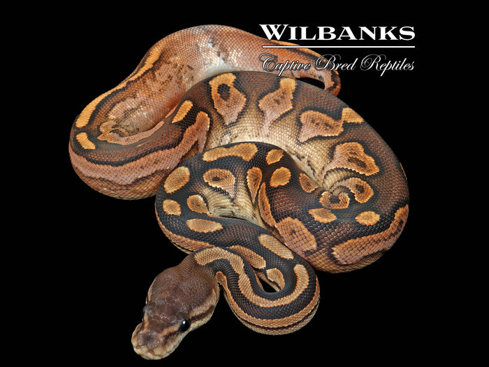 Cinnamon Sugar Ball Python ♀ '26