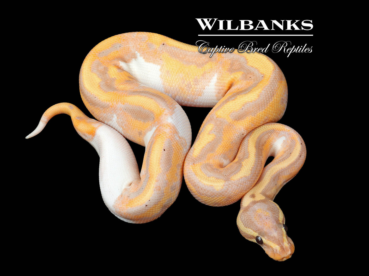 Banana Pied Ball Python ♂ '24