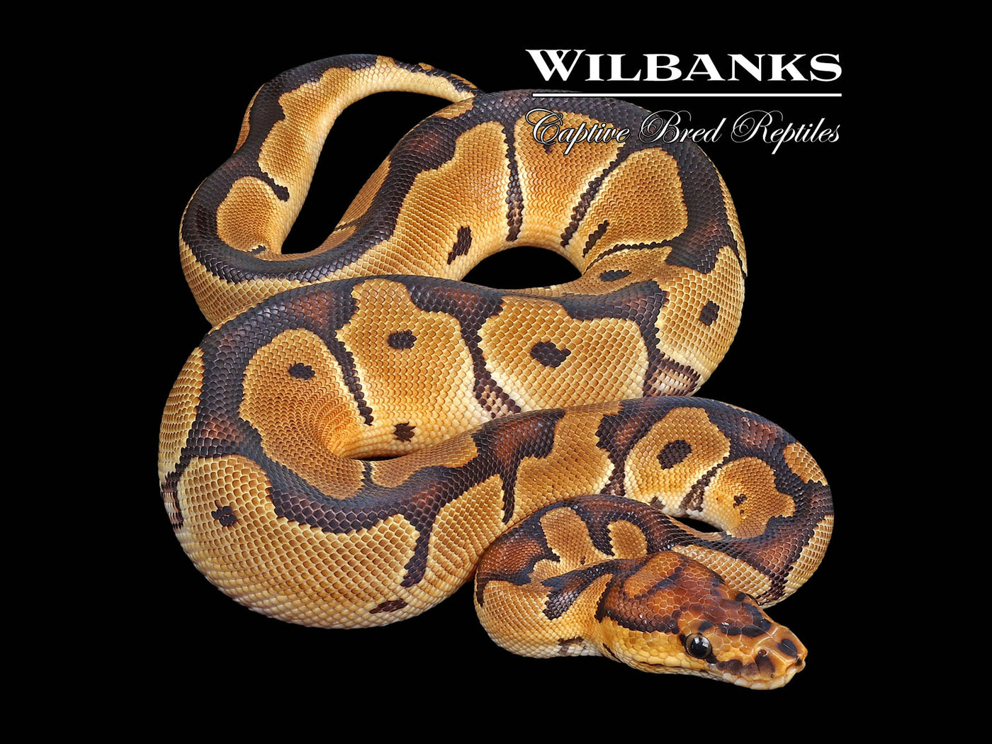 Clown Ball Python ♀ '24