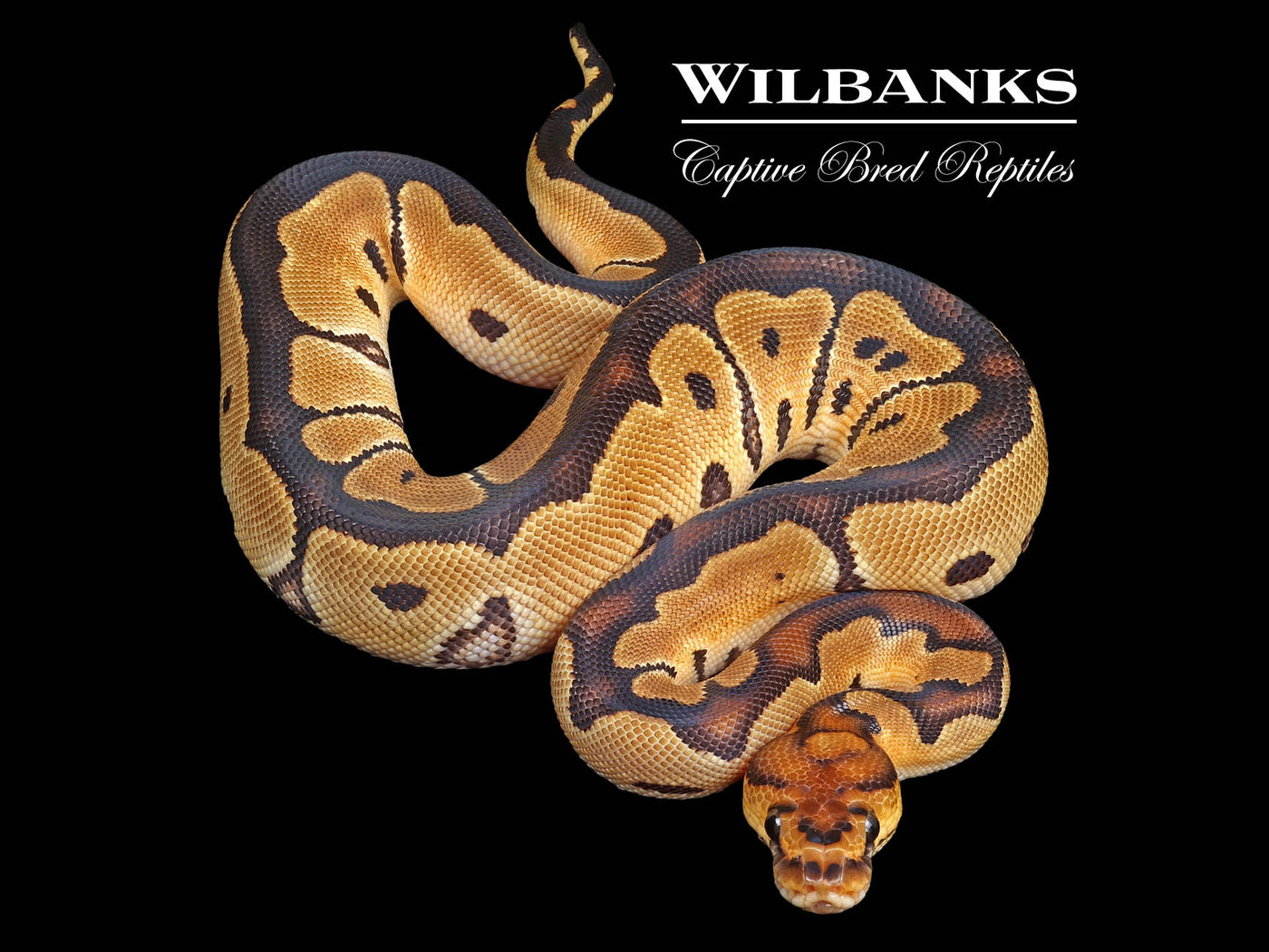 Clown Ball Python ♀ '24