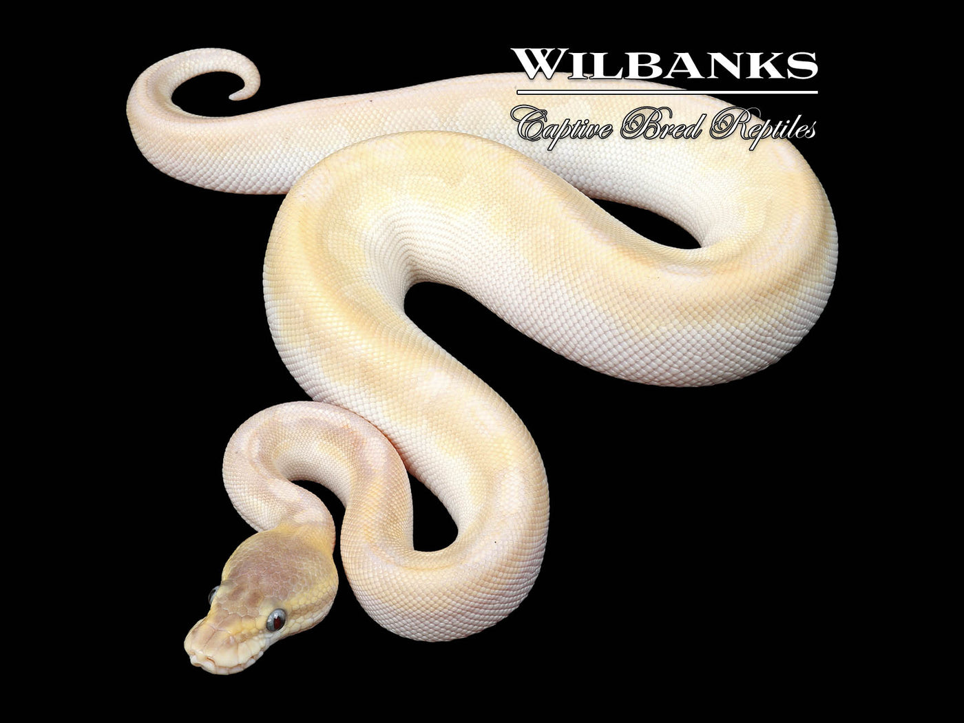 Cinnamon Crystal Ball Python ♀ '24