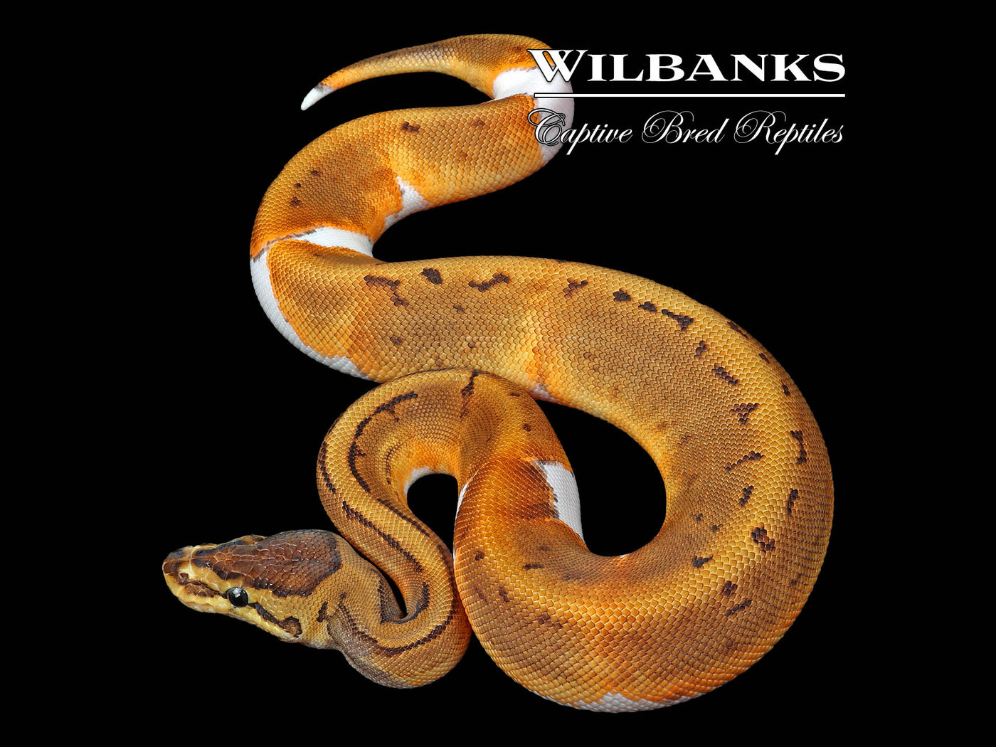 Pinstripe Pied Ball Python ♀ '24