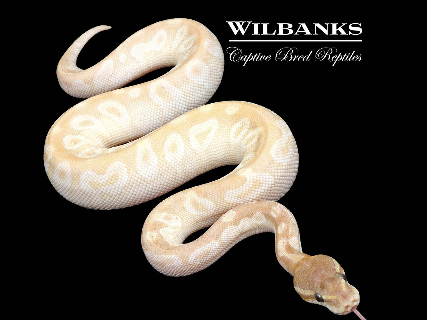 Blackhead Crystal Ball Python ♀ '24