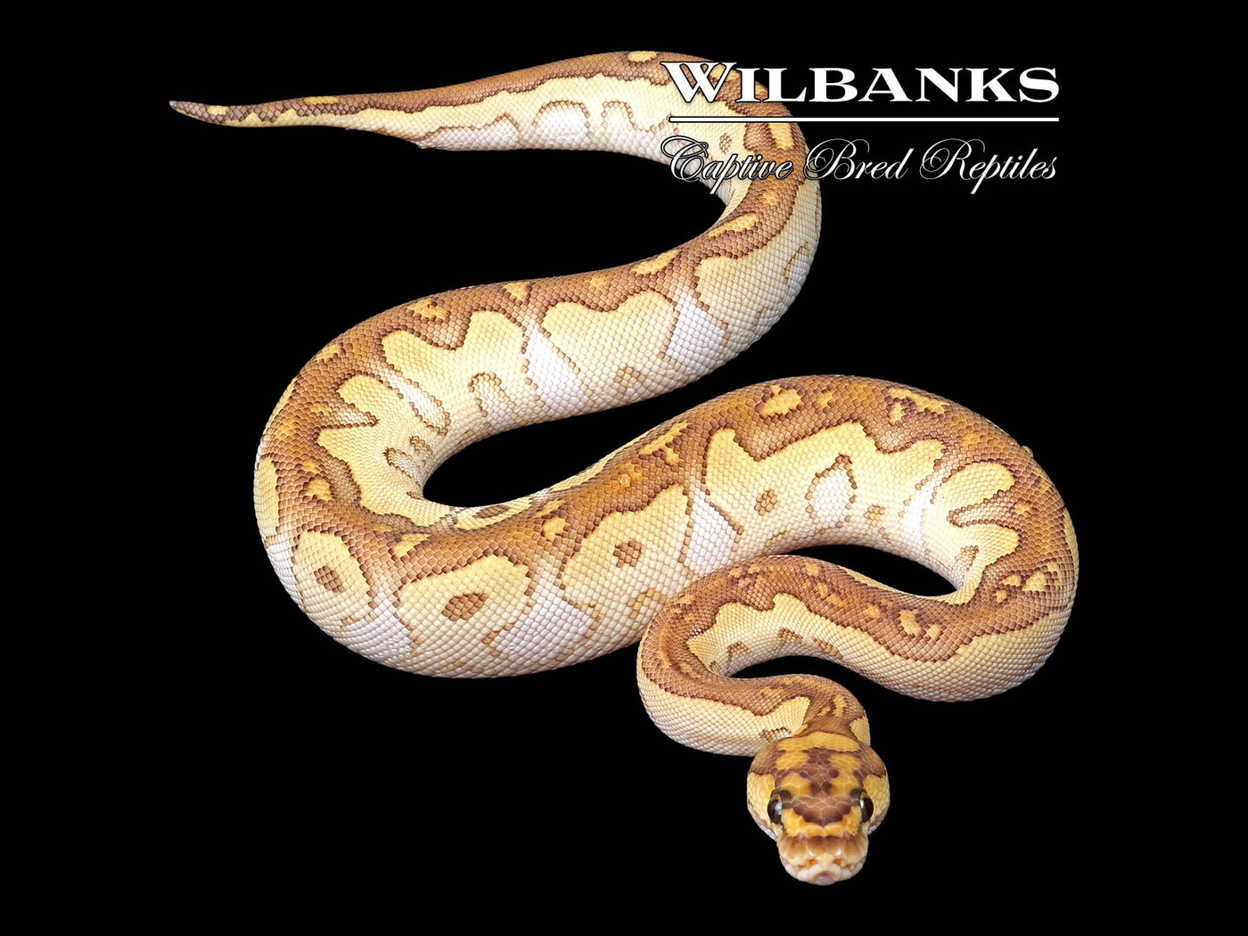 Butter Clown Ball Python ♀ '24