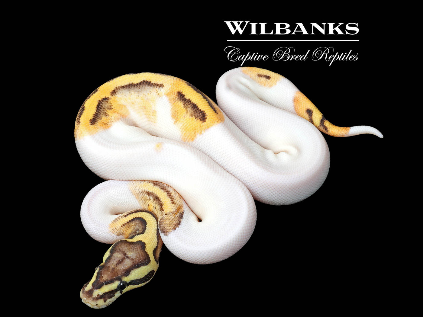FireFly Pied Ball Python ♀ '25