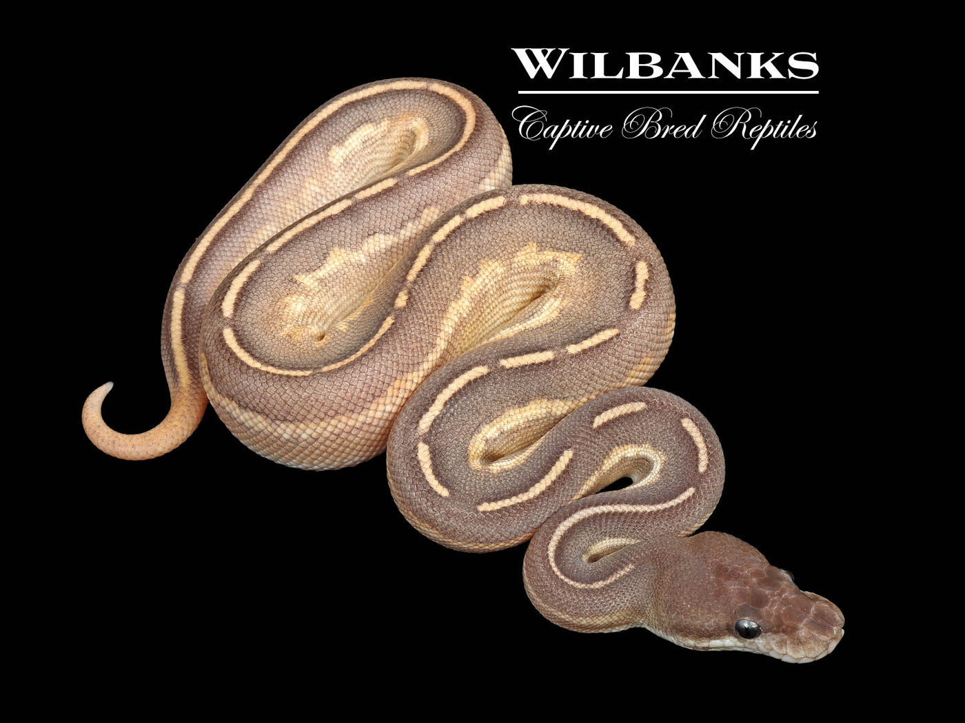 Blackhead Mojave Cinnamon Fire Ball Python ♂ '25