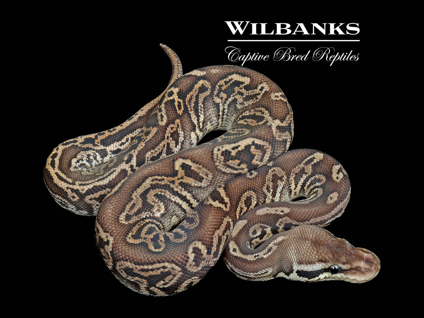 Black Pewter Ball Python ♂ '25