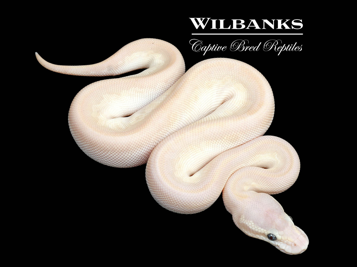 Cinnamon Crystal 100% Het. Clown Ball Python ♀ '25