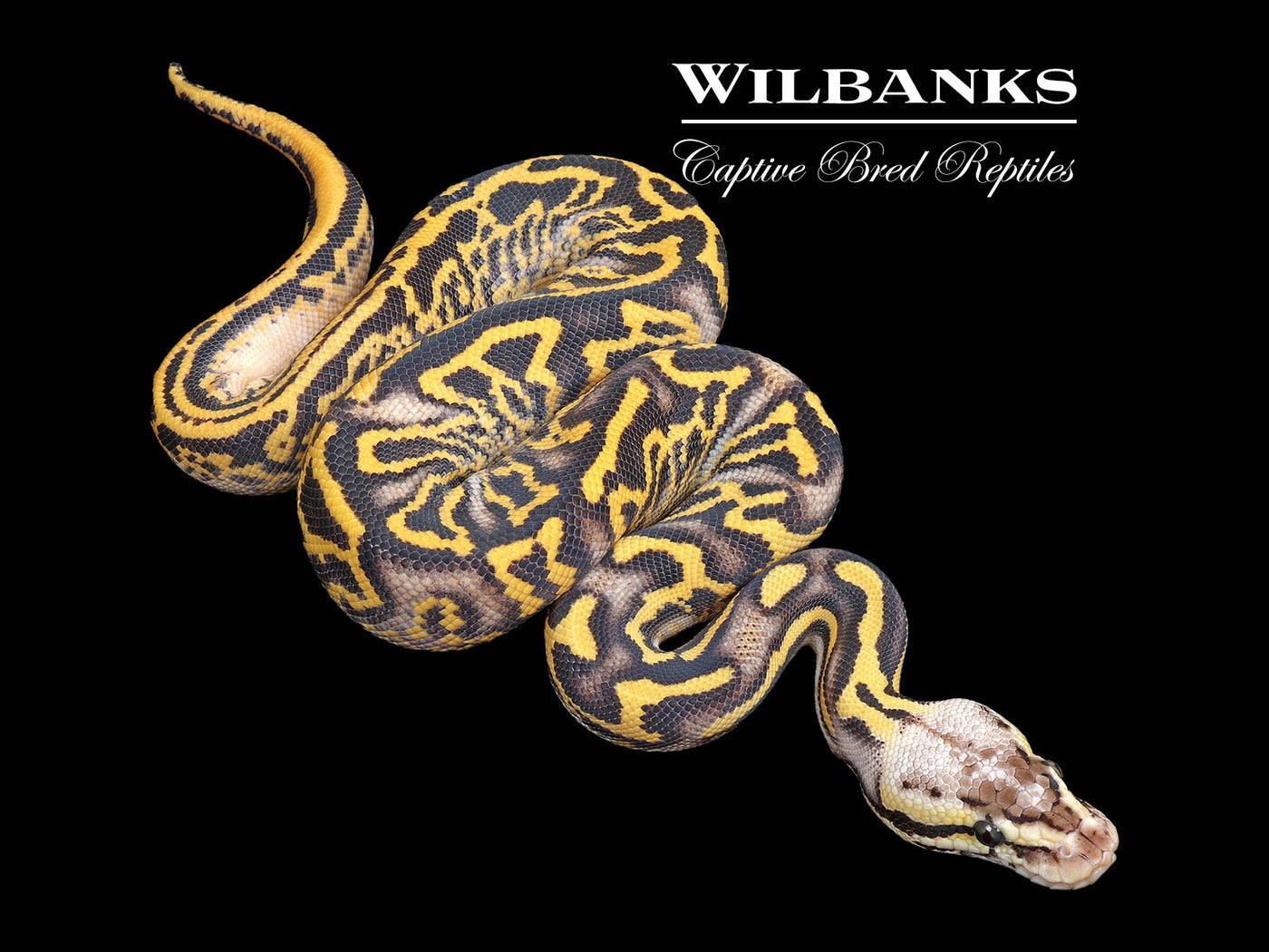 Super Gravel Pastel Leopard Ball Python ♀ '25