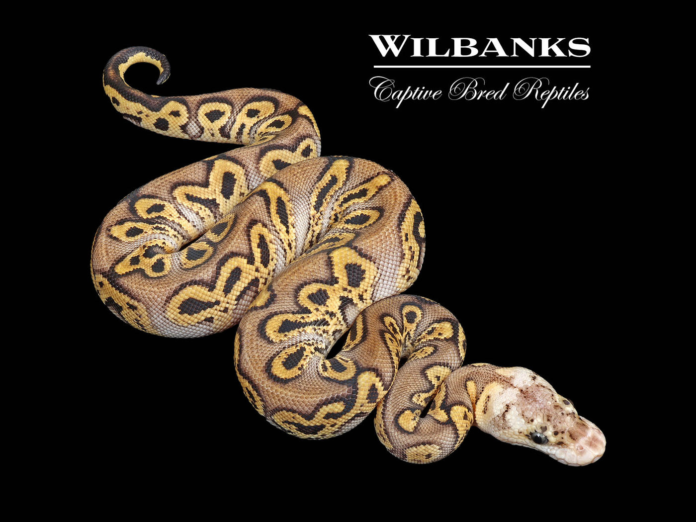 GHI Pastel Clown Ball Python ♀ '25
