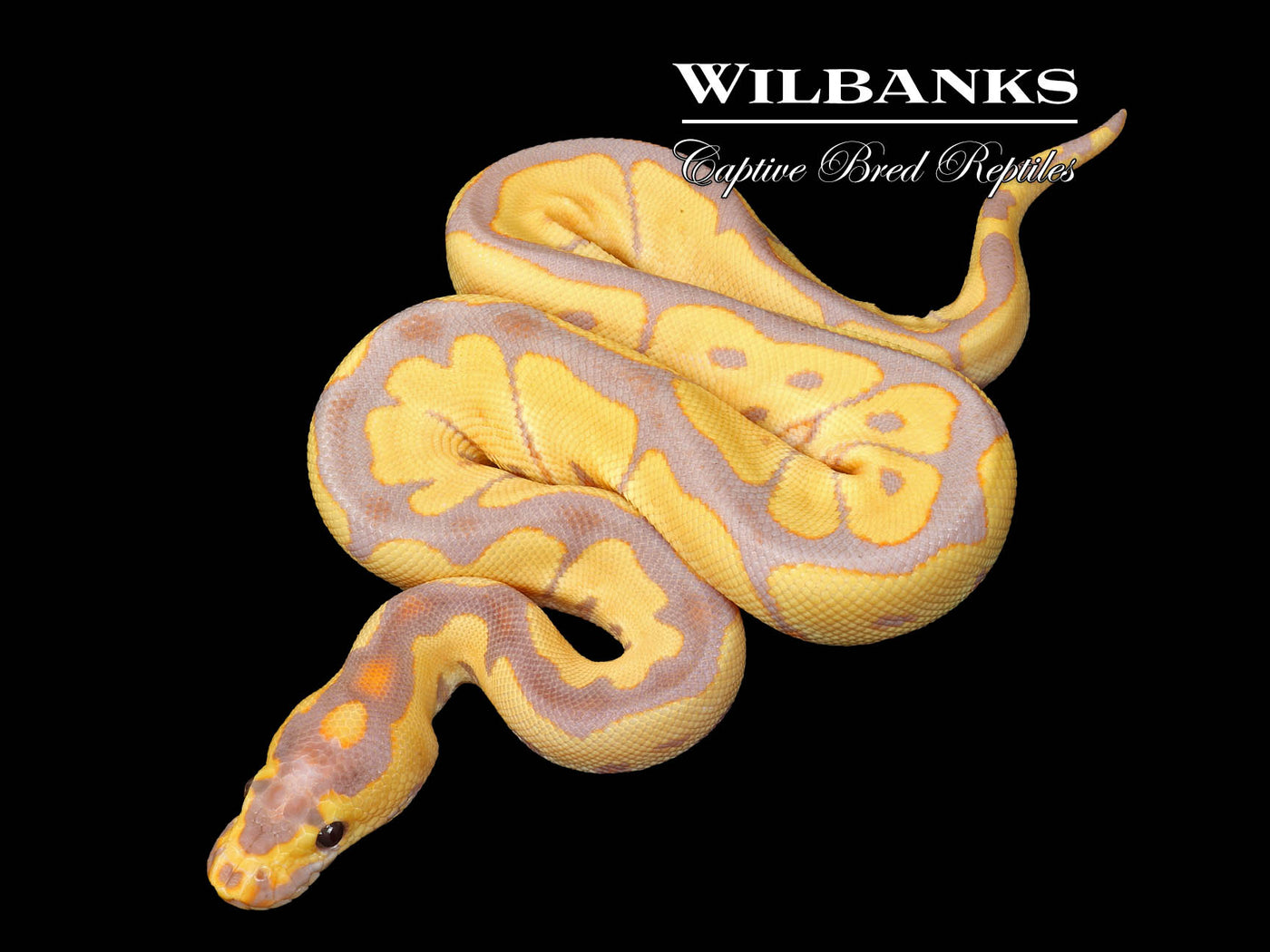 Banana Clown Ball Python ♂ '25