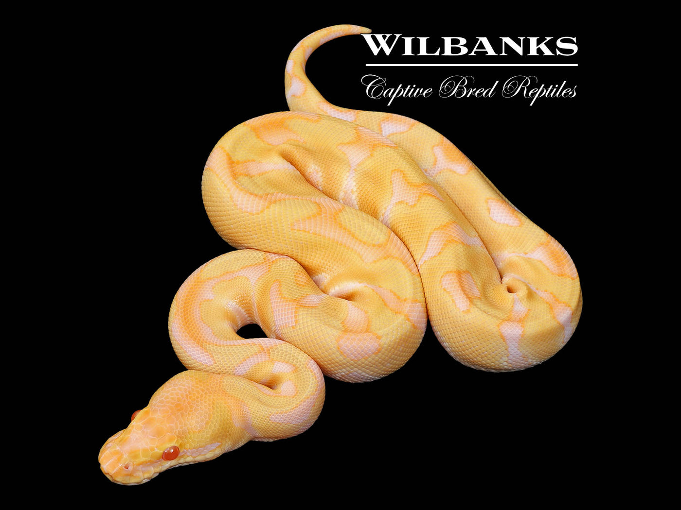 Albino Enchi 100% Het. Clown Ball Python ♂ '25