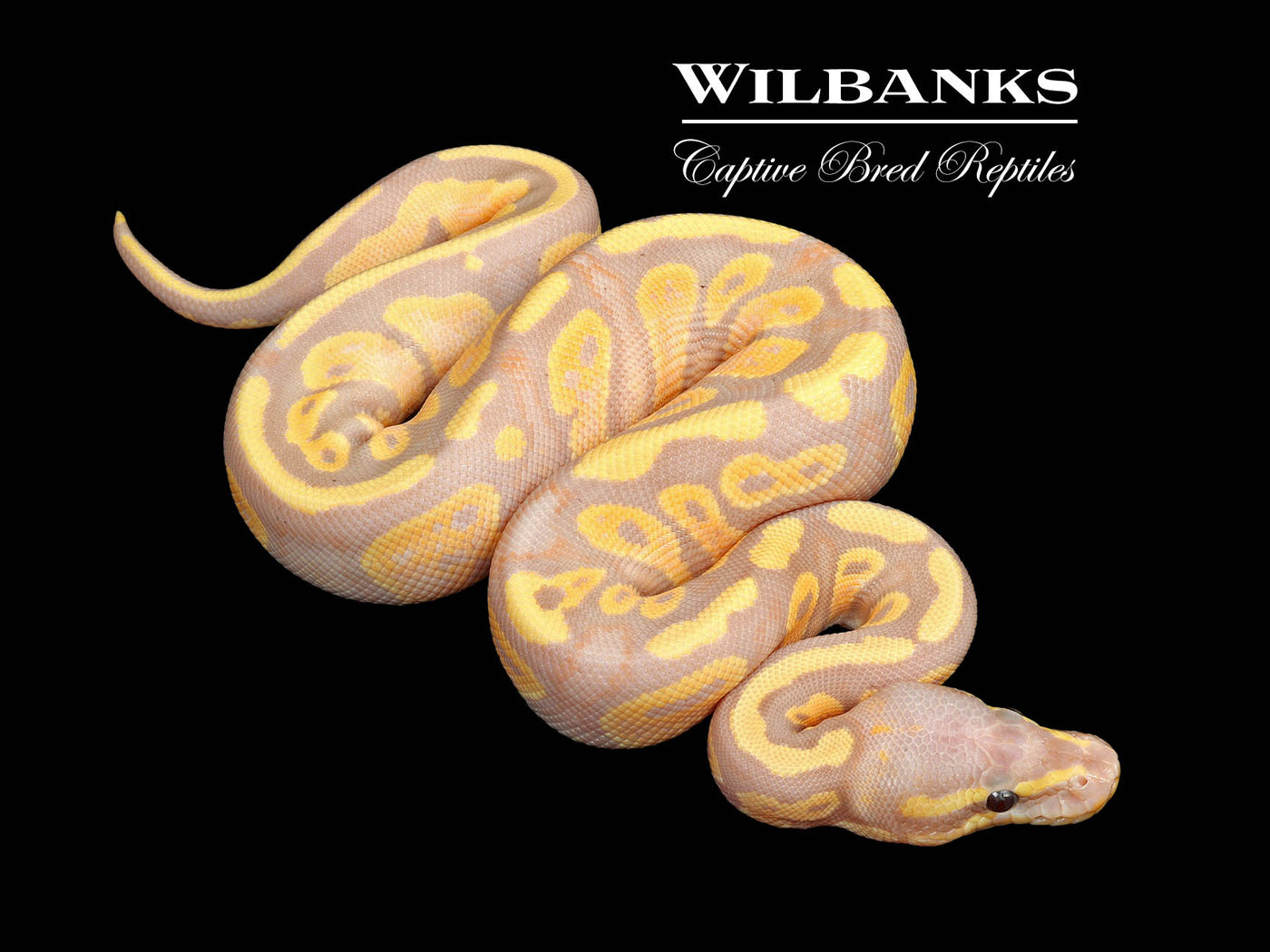 Banana Mahogany 100% Het. Pied Ball Python ♂ '25