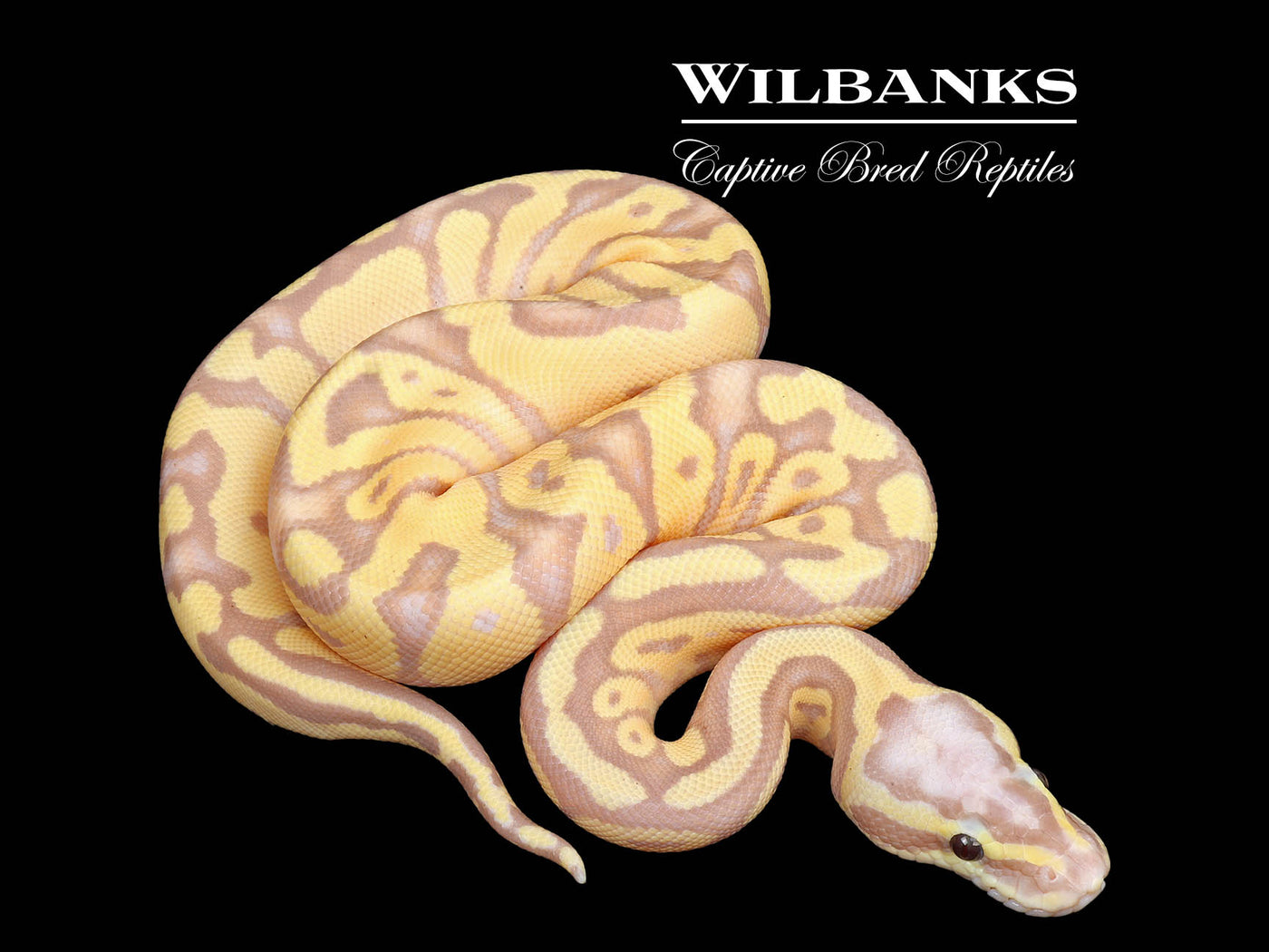 Banana FireFly Enchi Ball Python ♂ '25