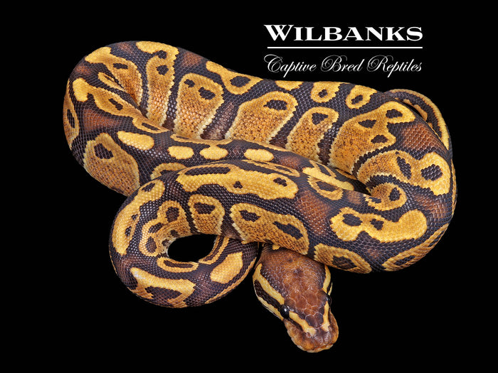 Fire Ball Python ♀ '26